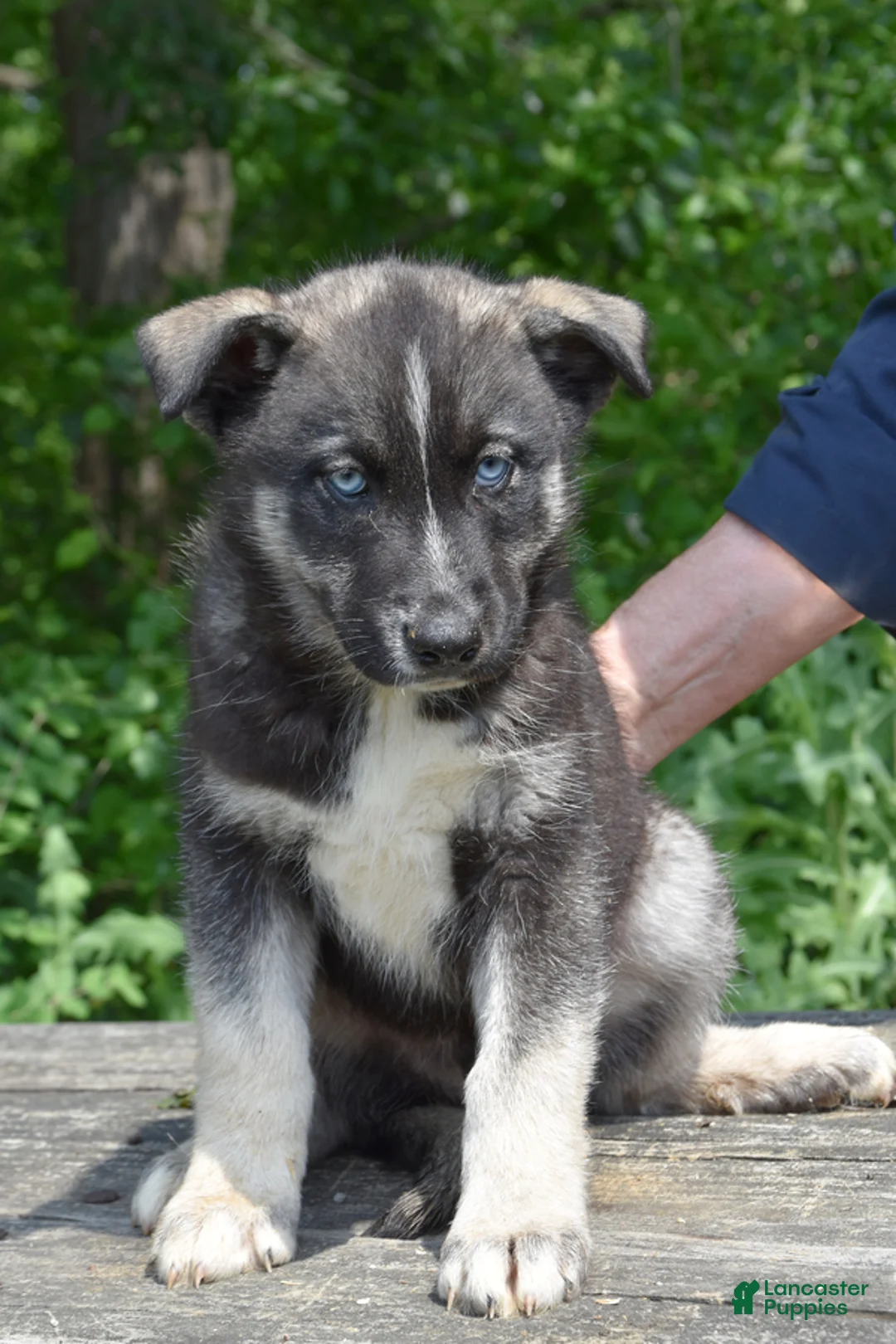Gerberian Shepsky dogs for sale: Wyatt - Ad 1