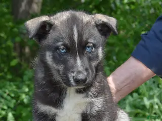 Gerberian Shepsky dogs for sale: Wyatt - Ad 1