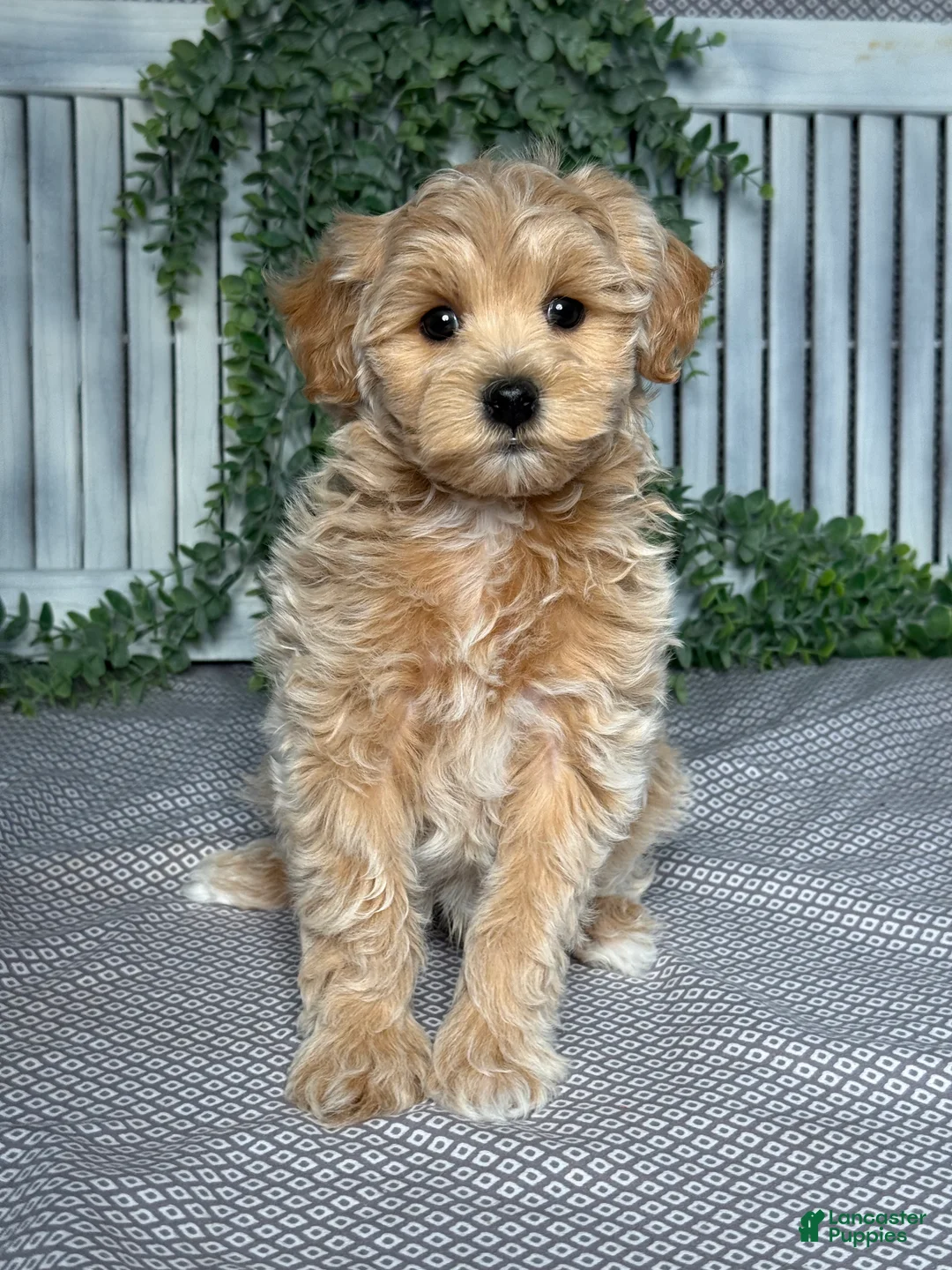 Maltipoo dogs for sale: Ryder - Ad 1