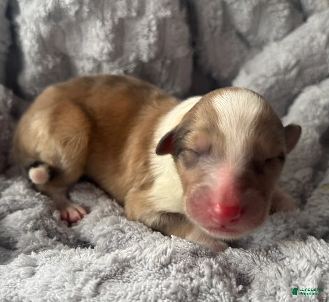 Collie dogs for sale: Nicks  - Ad 3