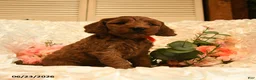 Mini Goldendoodle dogs for sale: Gloria - Ad 5
