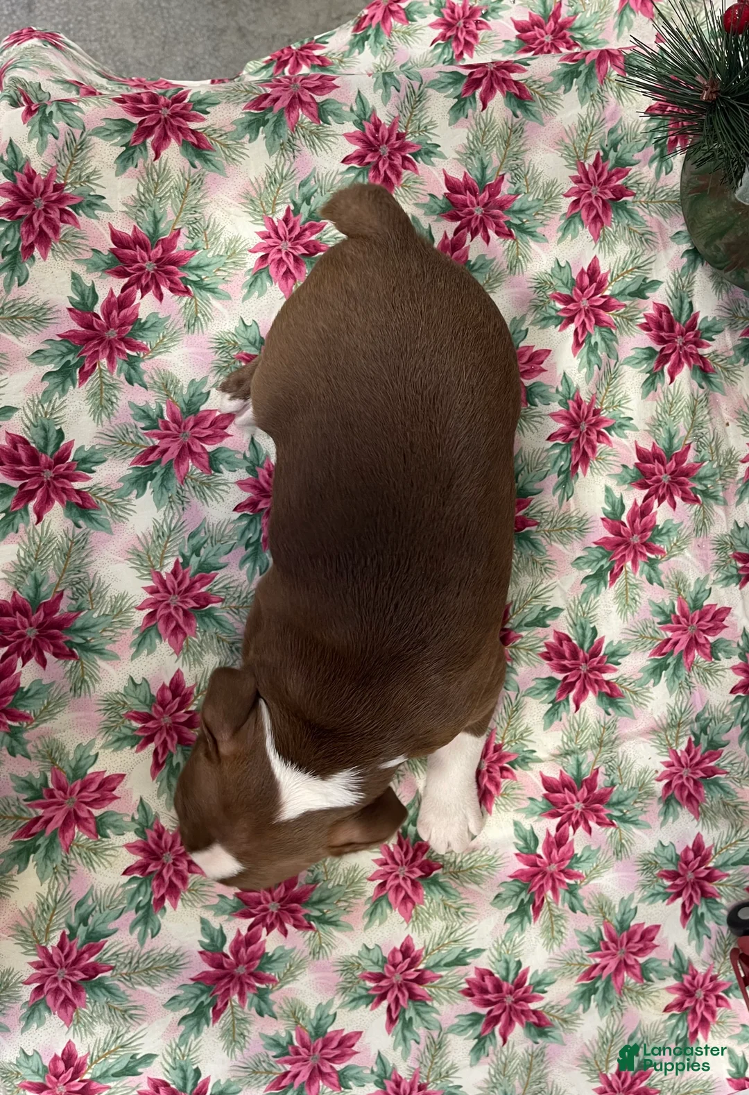 Boston Terrier dogs for sale: Allie - Ad 5
