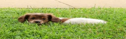 Miniature Dachshund dogs for sale: Haven - Ad 4