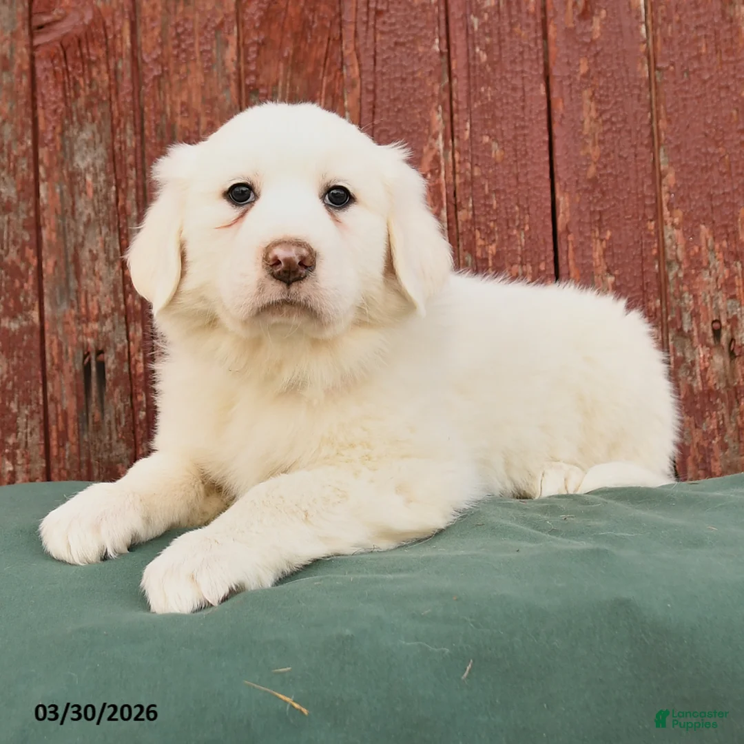 Great Pyrenees dogs for sale: Rose  - Ad 2