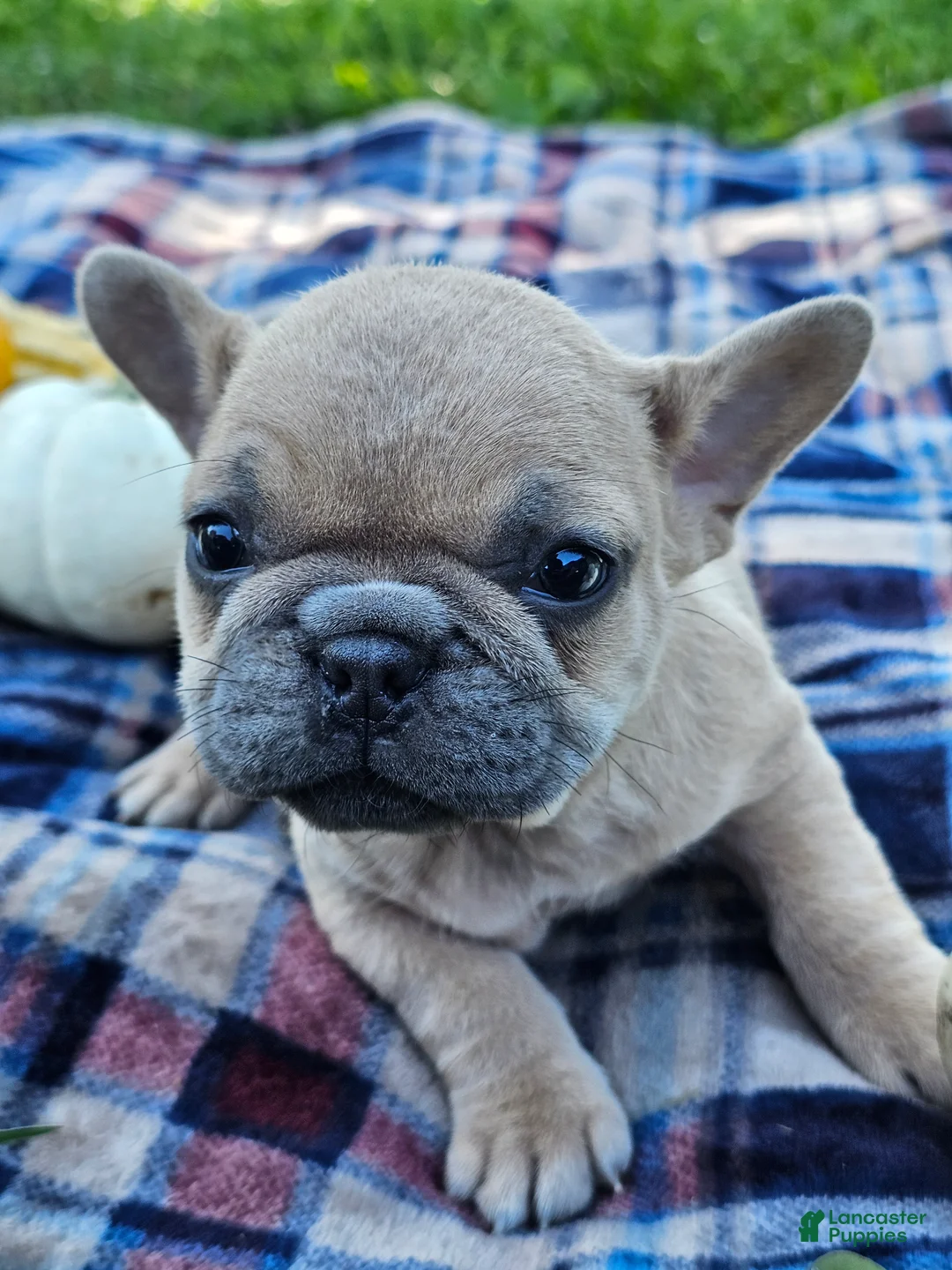 French Bulldog dogs for sale: Poppy Mae - Ad 2