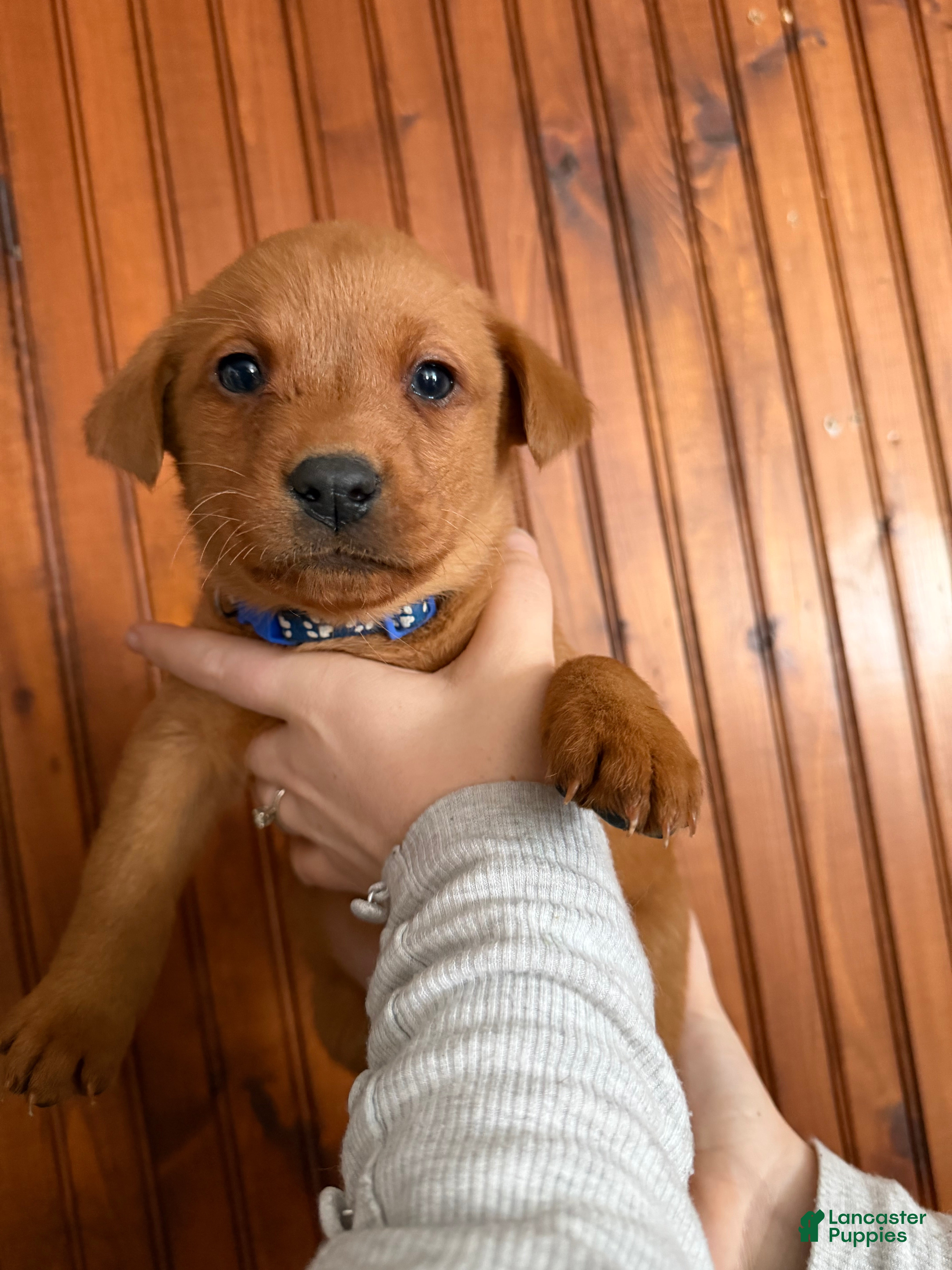 Labrador Retriever dogs Diesel  - Ad 2