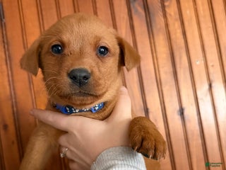 Labrador Retriever dogs Diesel - Ad 2