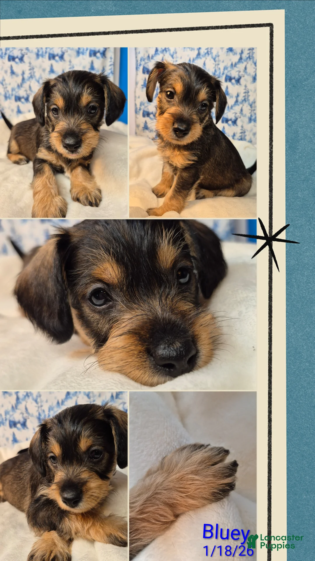 Mixed Breed dogs for sale: Mixed Breed Puppy 3 - Ad 2