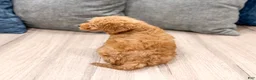 Mini Goldendoodle dogs for sale: Jack - Ad 5