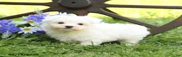 Maltese dogs for sale: Charlie - Ad 2