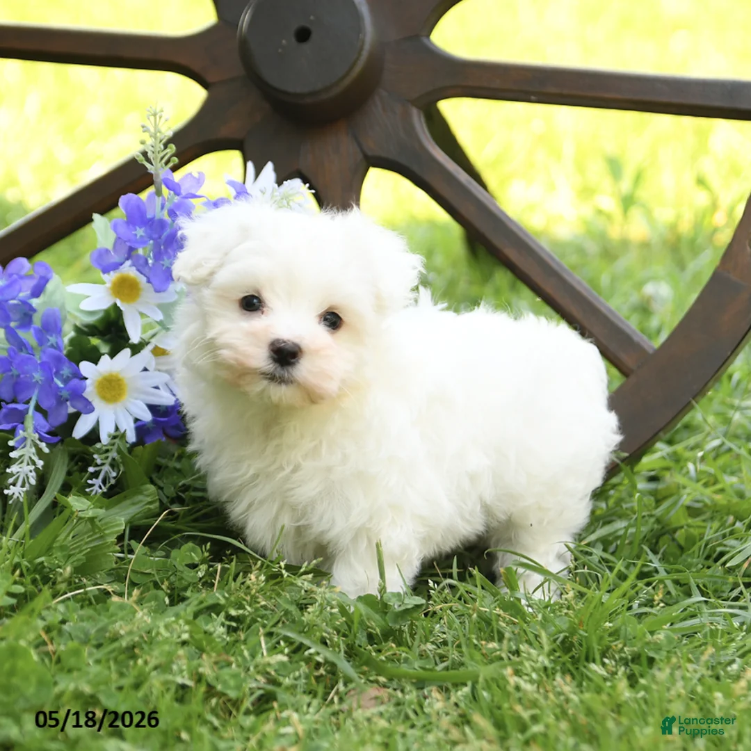 Maltese dogs for sale: Charlie - Ad 2