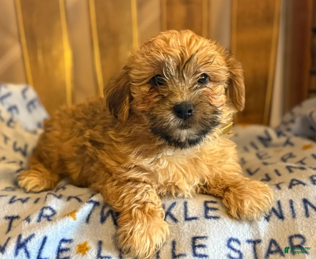 Yorkiepoo dogs for sale: Bowser - Ad 2