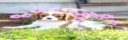Cavalier King Charles Spaniel dogs for sale: Jane - Ad 3