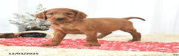 Irish Setter dogs for sale: Buster - Ad 4