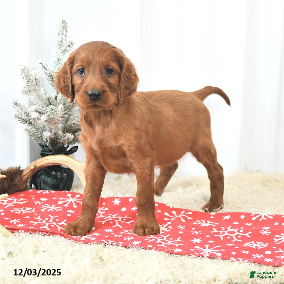 Irish Setter dogs for sale: Buster - Ad 4