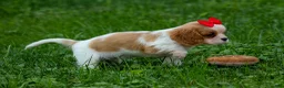 Cavalier King Charles Spaniel dogs for sale:  Nugget🐾 - Ad 11