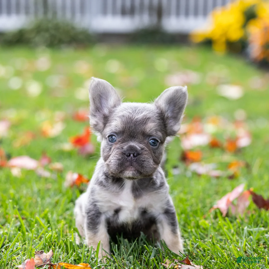 French Bulldog dogs for sale: Winston - Ad 5