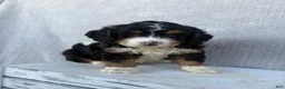 Mini Bernedoodle dogs for sale: Sawyer - Ad 6