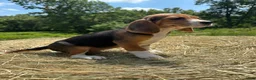 Beagle dogs for sale: Beagle 2 - Ad 1