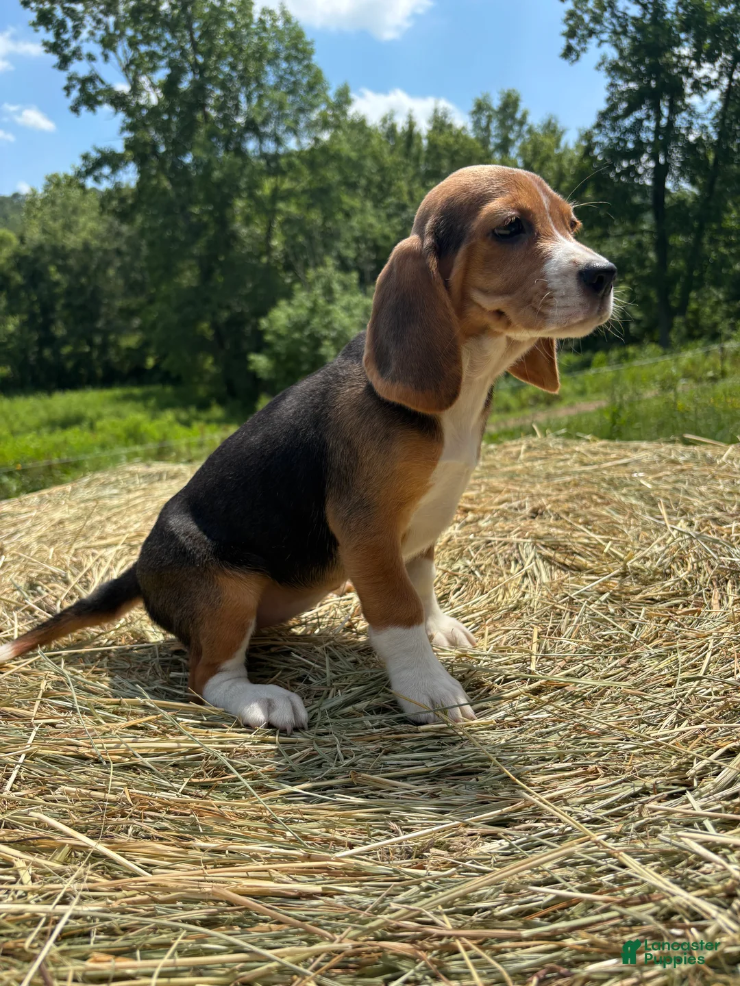 Beagle dogs for sale: Beagle 2 - Ad 1