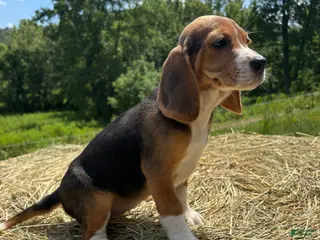 Beagle dogs Beagle 2 - Ad 12