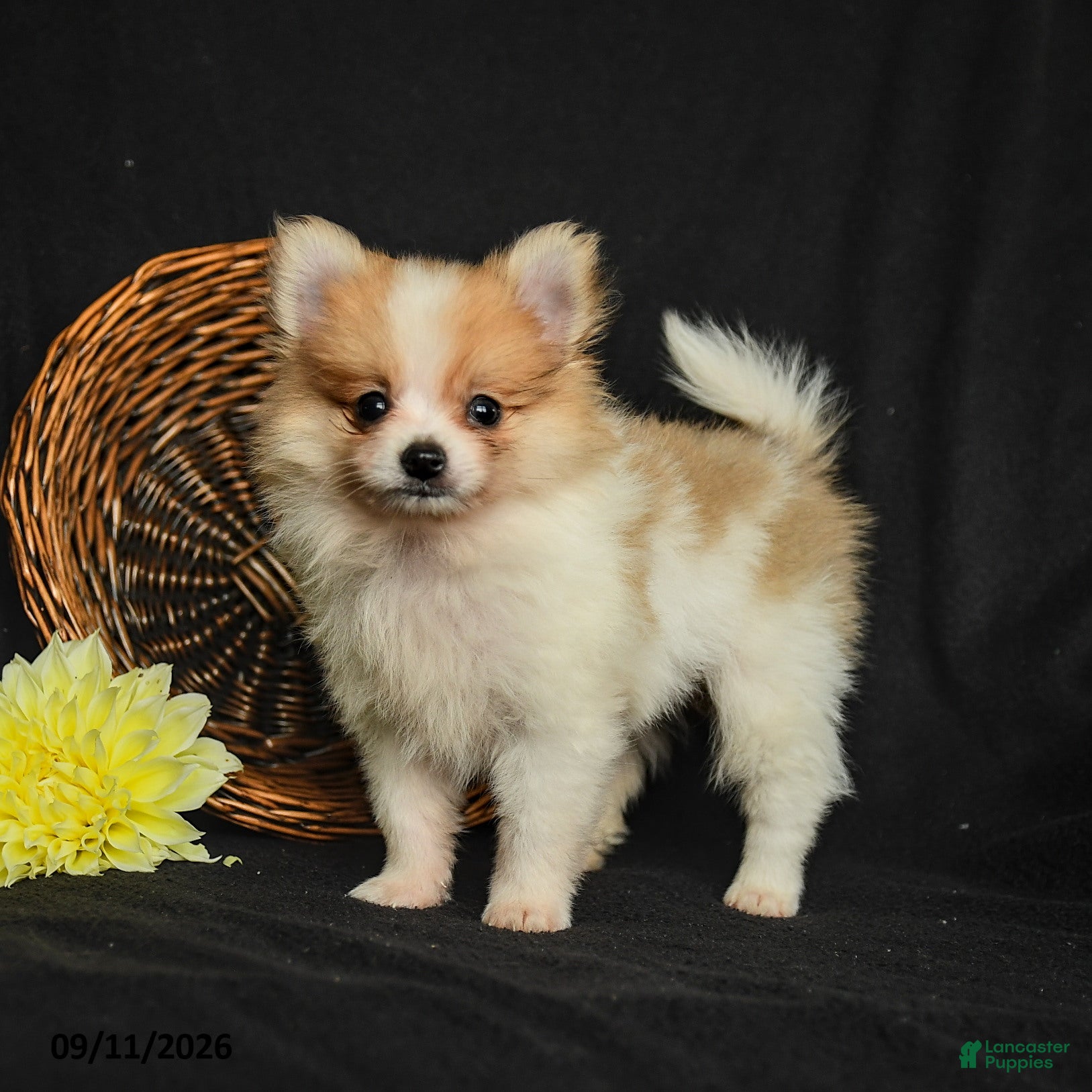 Pomeranian dogs Lance  - Ad 1
