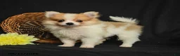 Pomeranian dogs for sale: Lance  - Ad 1