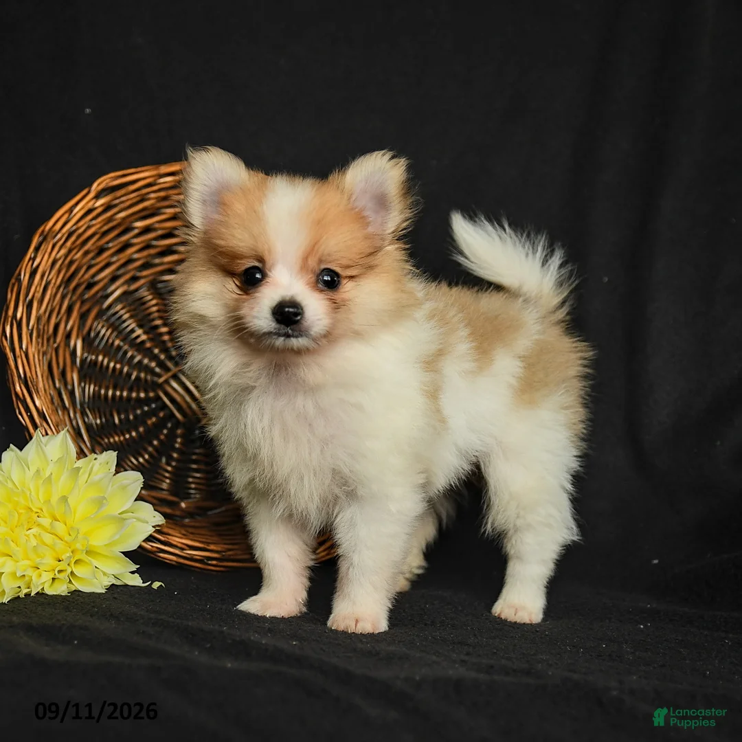 Pomeranian dogs for sale: Lance  - Ad 1