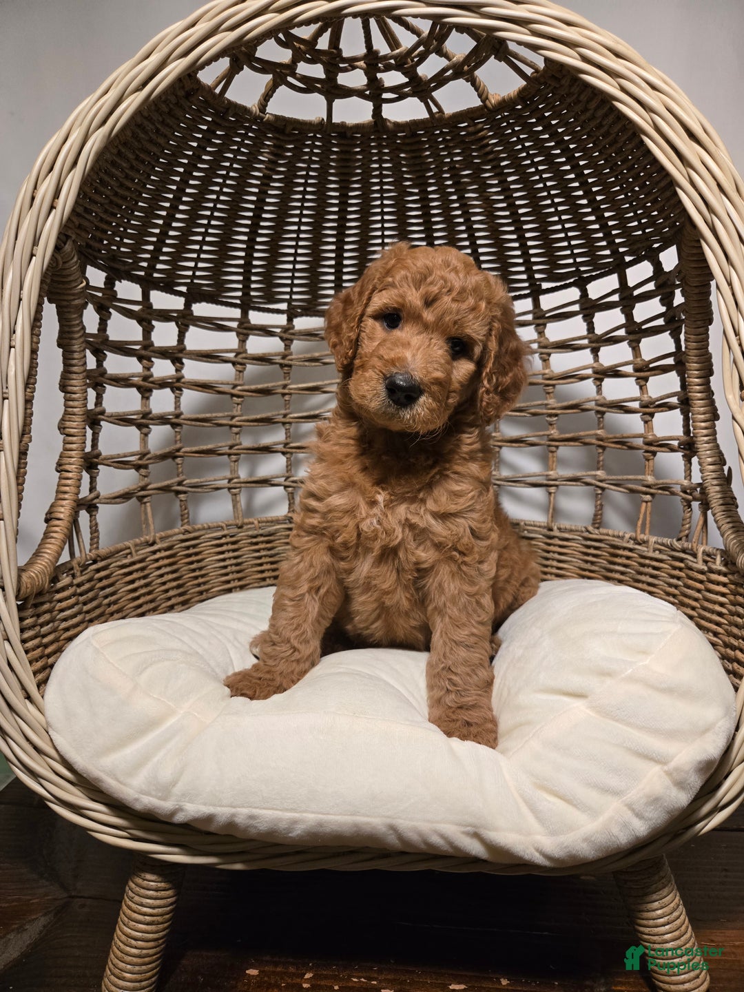 Goldendoodle dogs for sale: Ginger - Ad 3