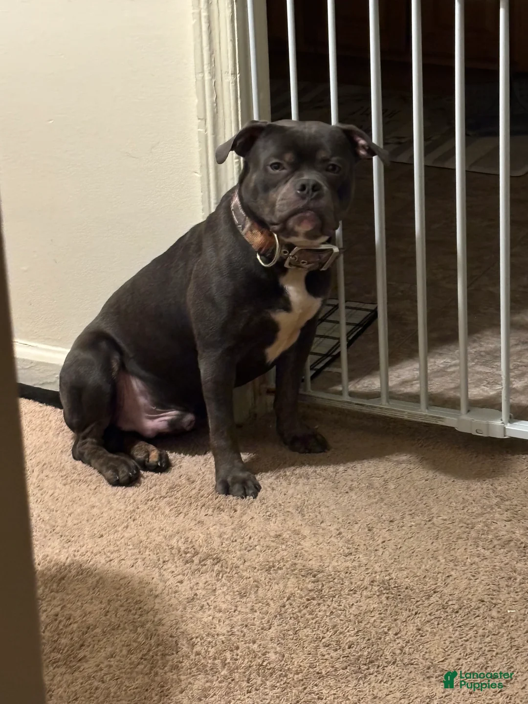 American Bully dogs for sale: American Bully Puppy 1 - Ad 3