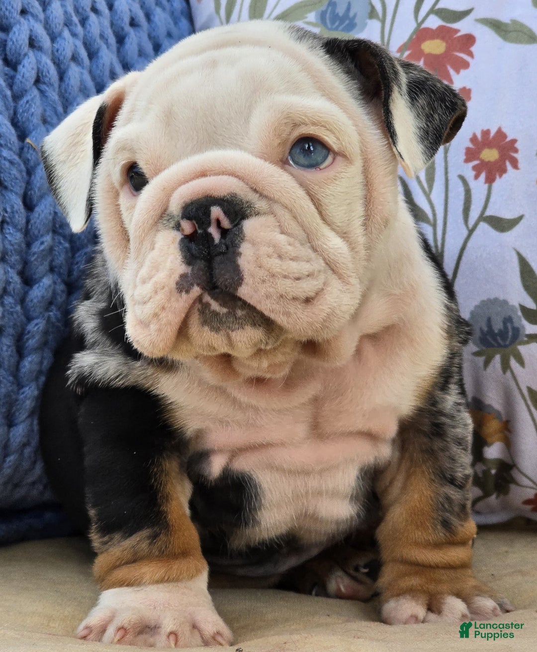 English Bulldog dogs for sale: Magnum - Ad 5