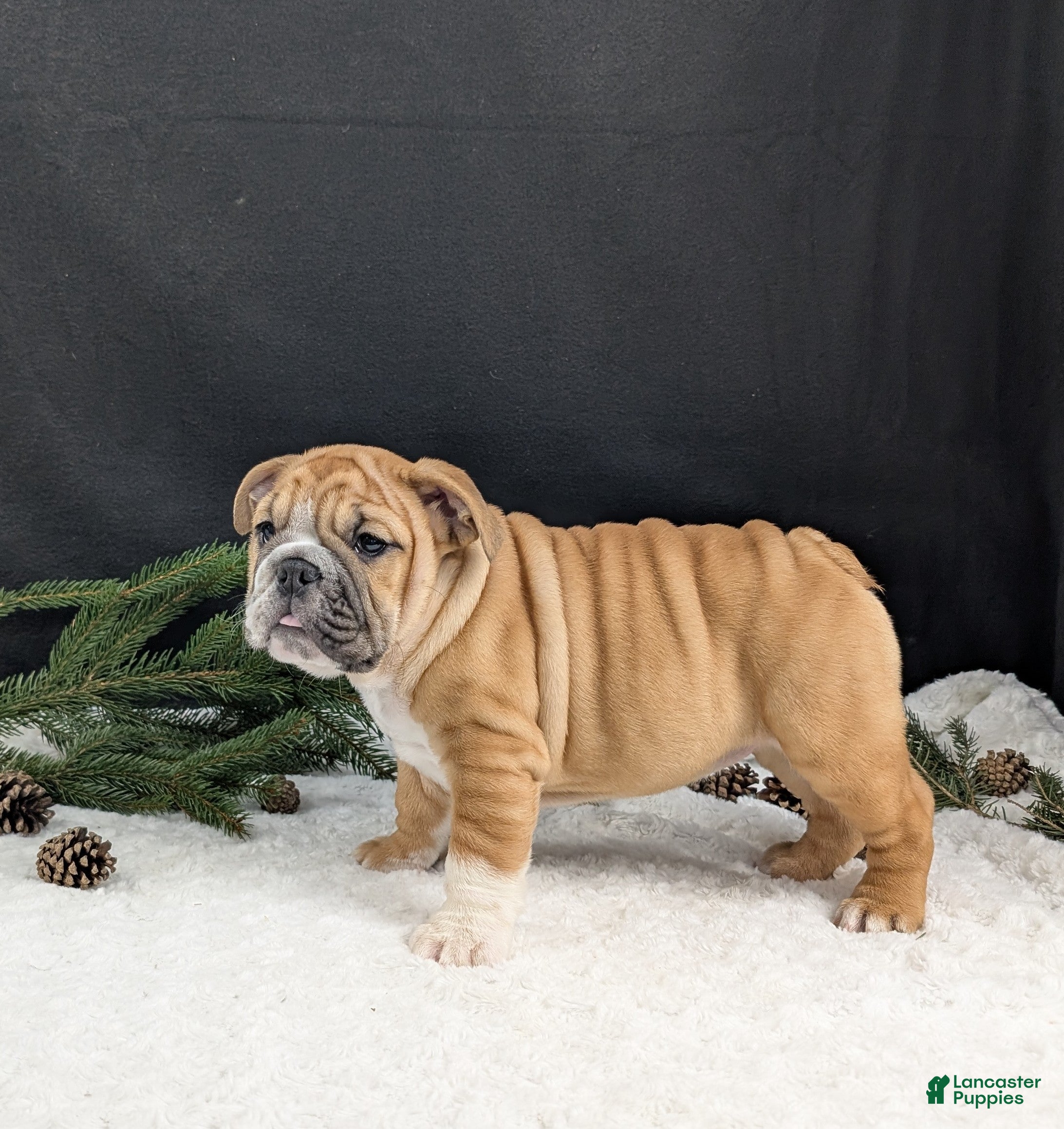 English Bulldog dogs Joy  - Ad 17