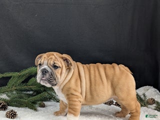 English Bulldog dogs Joy - Ad 15