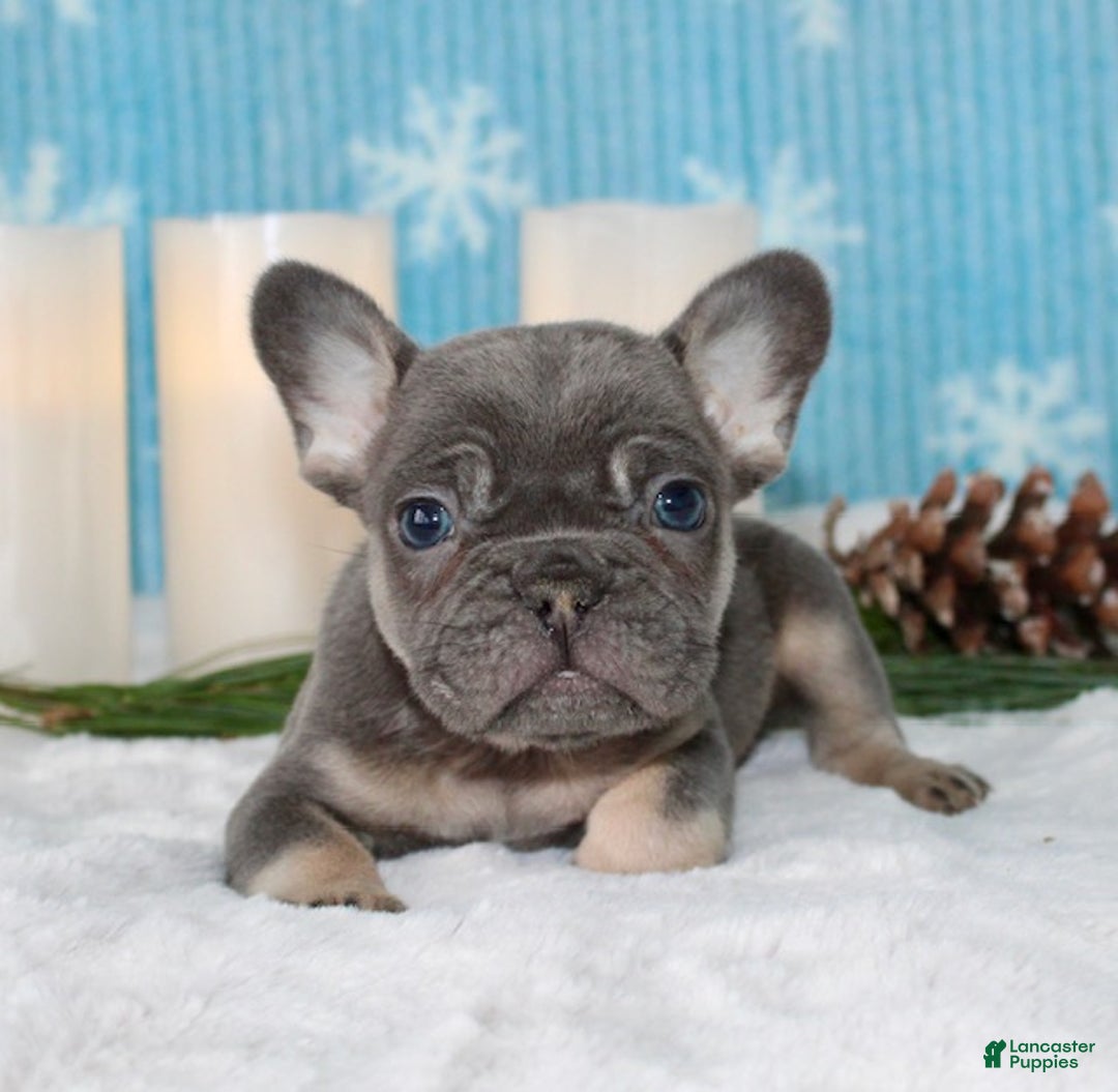 French Bulldog dogs for sale: Ace - Ad 2