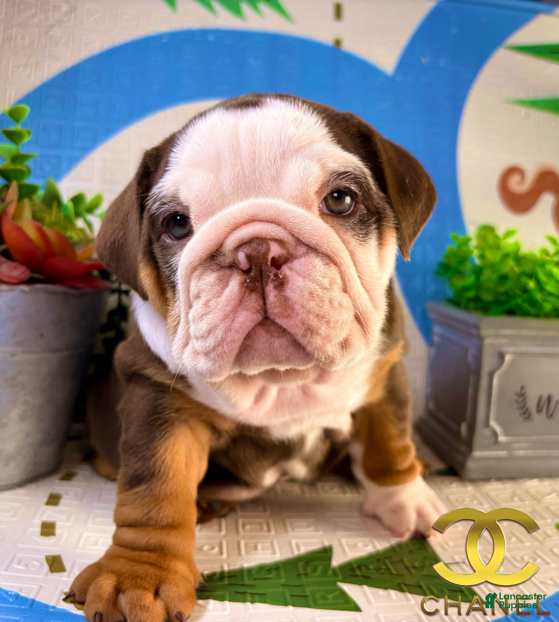 English Bulldog dogs Chanel - Ad 38