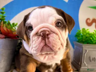 English Bulldog dogs Chanel - Ad 38
