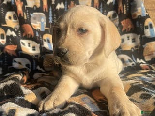 Labrador Retriever dogs Chris - Ad 12