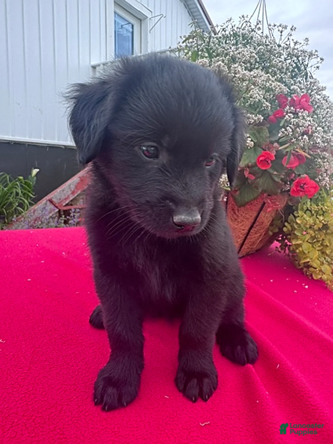 Mixed Breed dogs for sale: Twinkie - Ad 3