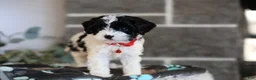 Cavapoo dogs for sale: Dakota - Ad 4
