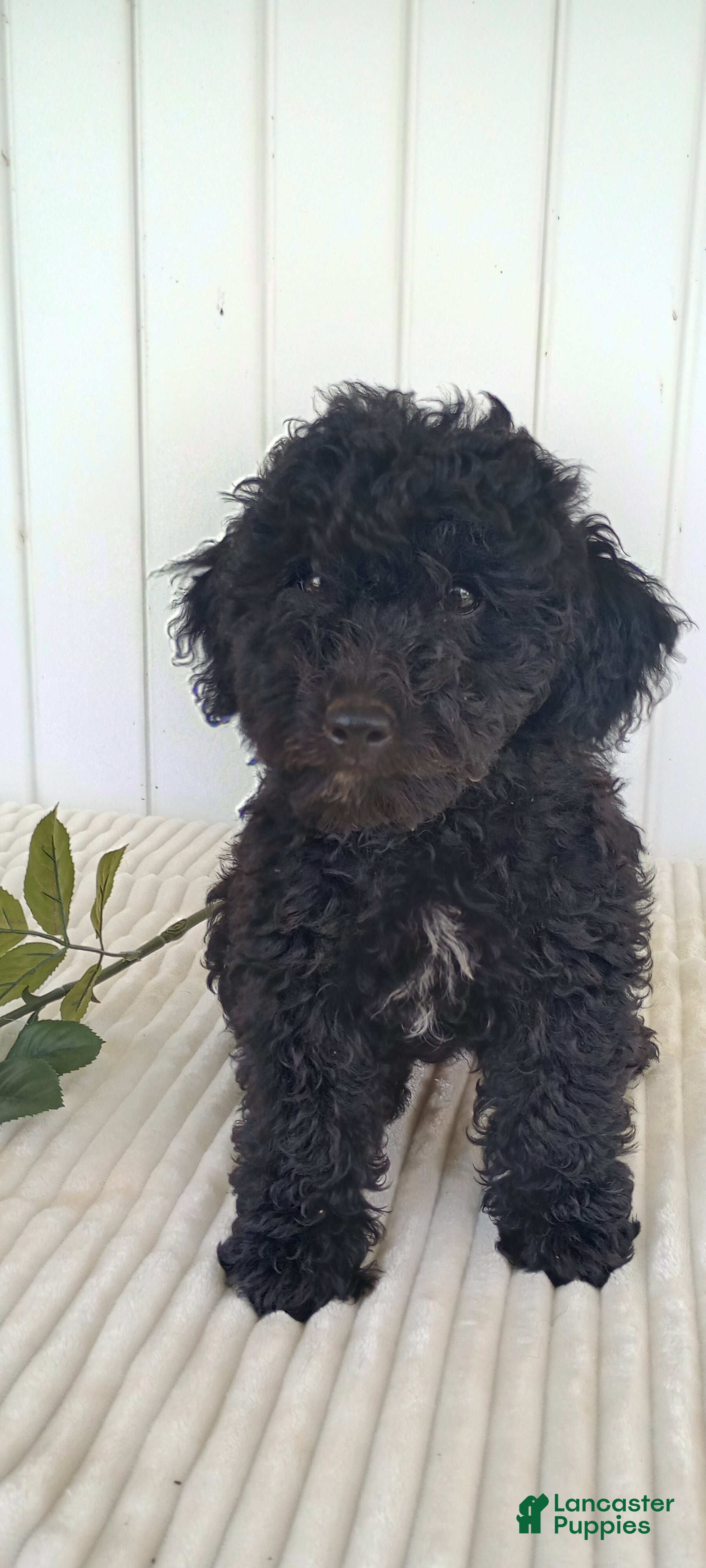 Mini Goldendoodle dogs Miss Warbler - Ad 41