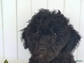 Mini Goldendoodle dogs Miss Warbler - Ad 41
