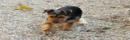 Yorkshire Terrier dogs for sale: Ollie - Ad 3