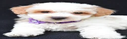 Maltipoo dogs for sale: Lucy - Ad 3