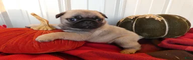 Pug 1 Tweety