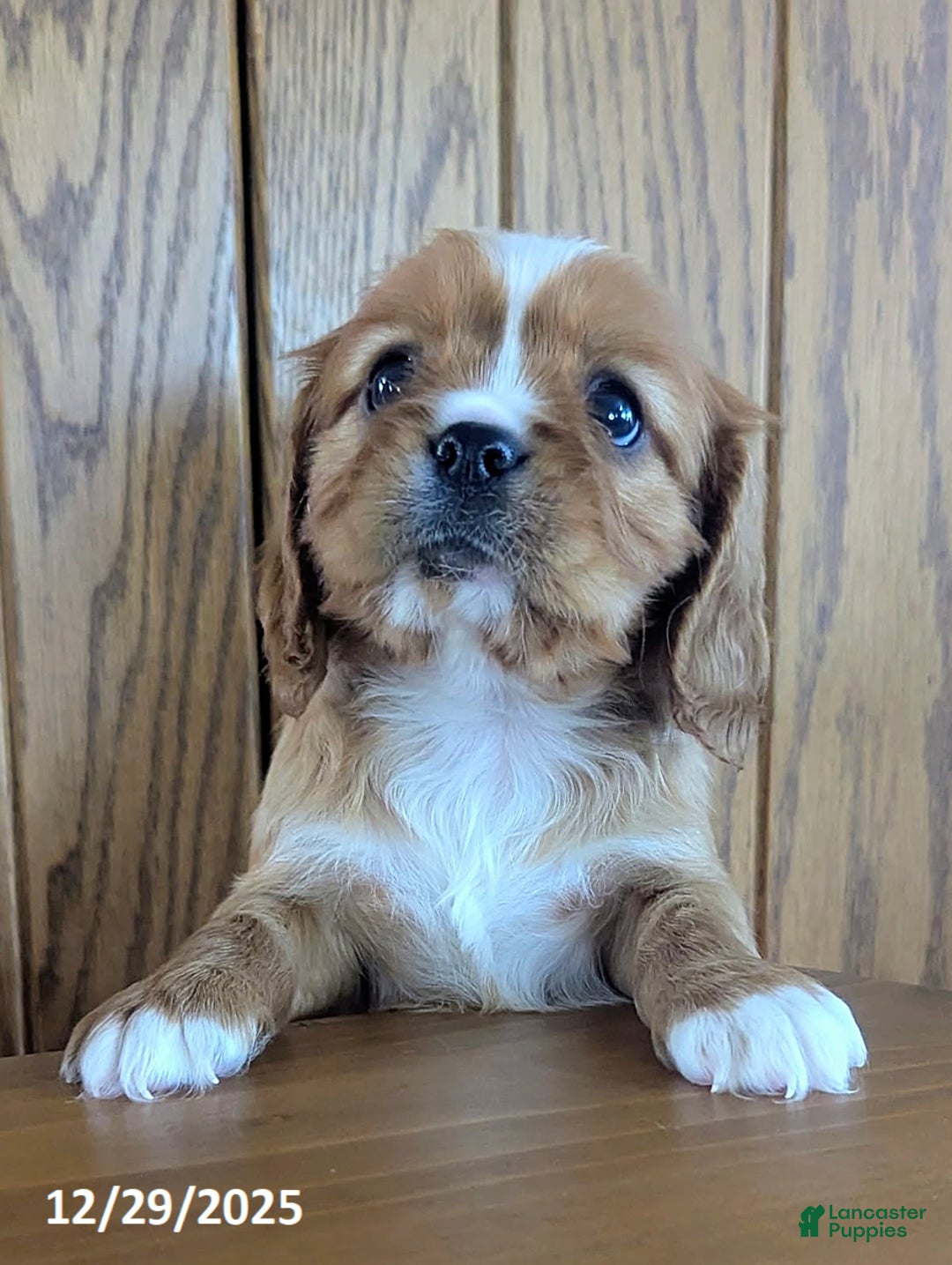 Cavalier King Charles Spaniel dogs for sale: Cody - Ad 3