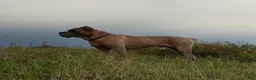 Cane Corso dogs for sale: Cane Corso 5- Dustin  - Ad 3