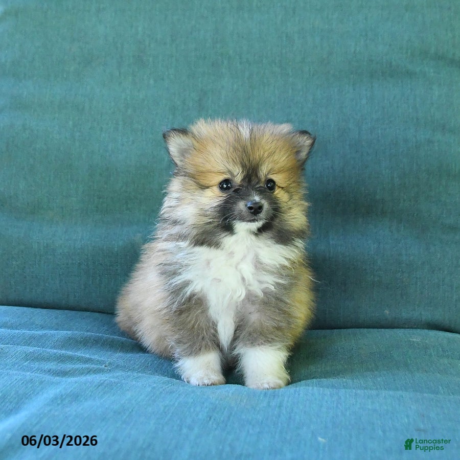 Pomeranian dogs for sale: Tulip - Ad 1