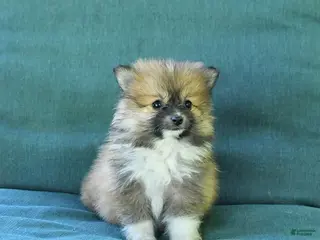 Pomeranian dogs for sale: Tulip - Ad 4