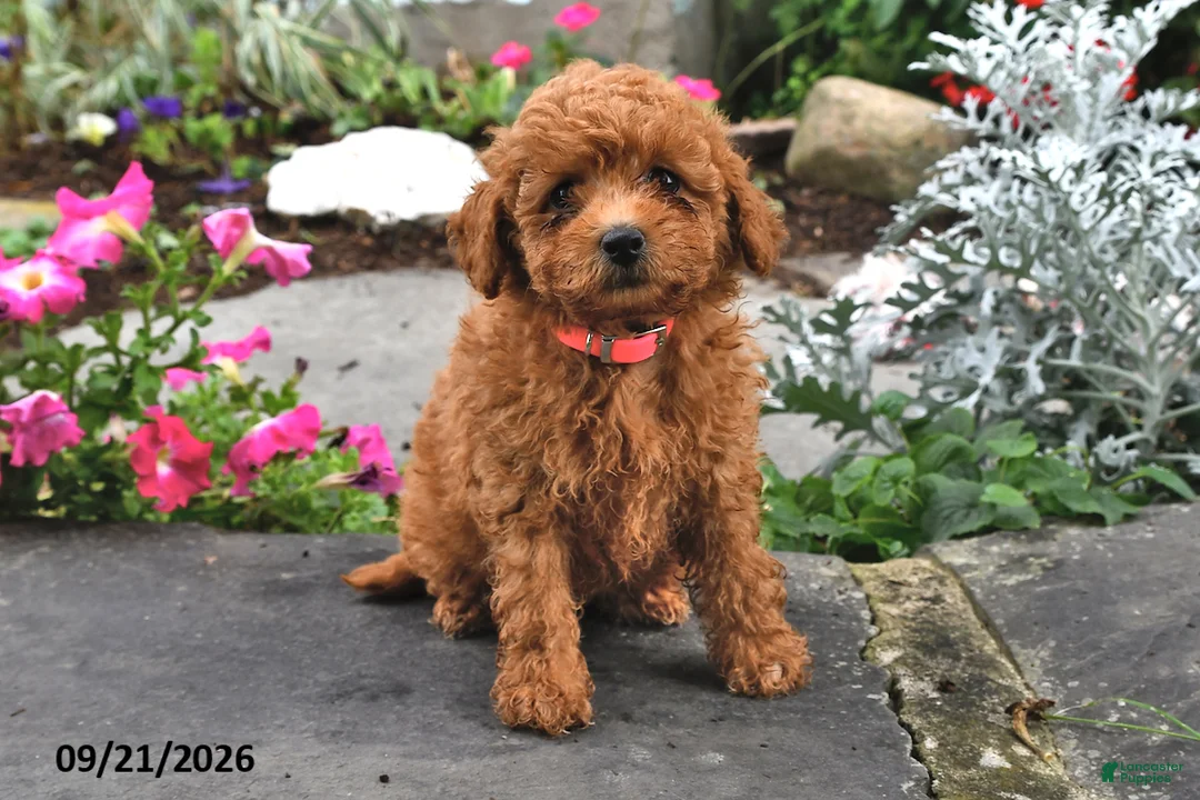 Bichpoo dogs for sale: Tootsie - Ad 1