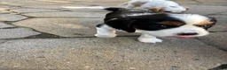 Cavalier King Charles Spaniel dogs for sale: Cavalier King Charles Spaniel Puppy 3 - Ad 3